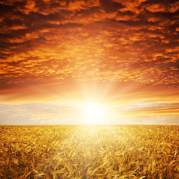 istock Bright yellow sun separating orange clouds and yellow fields 136399827