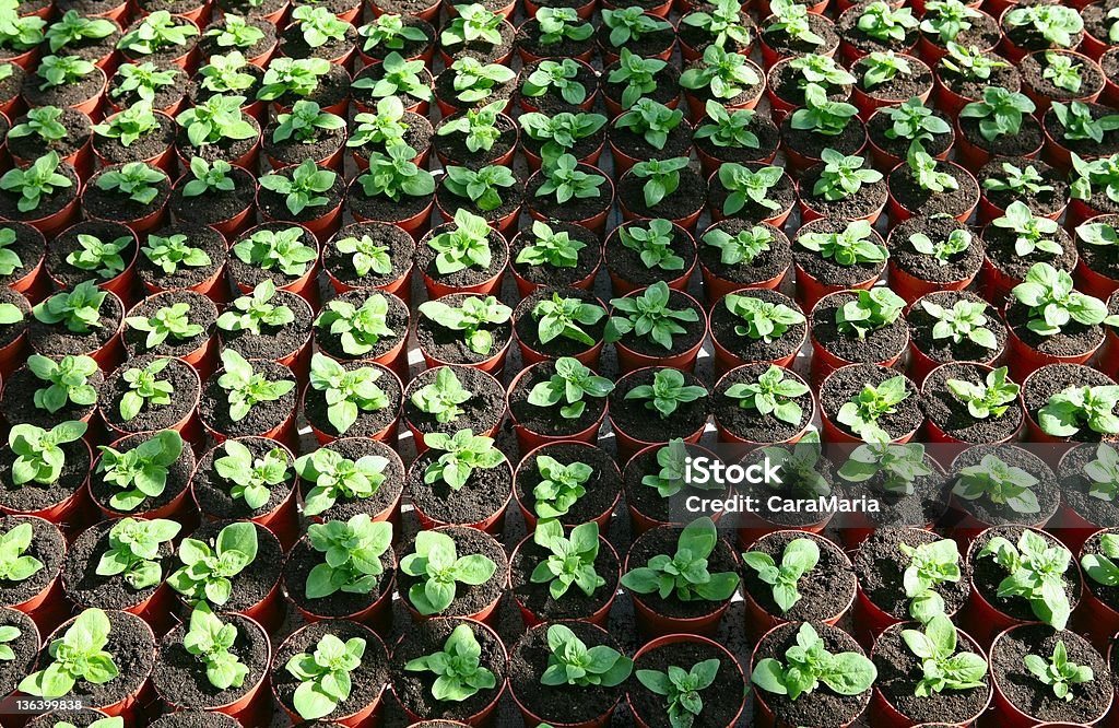 Jeunes plantes dans une serre - Photo de Affaires libre de droits