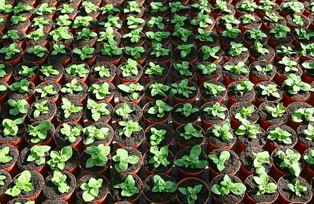 istock young plants in greenhouse 136399838