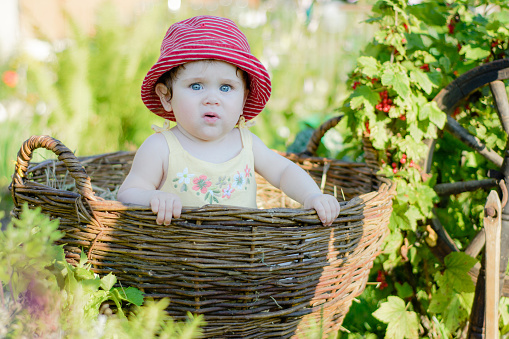 Amazing little baby is in the garden and eats red berries along the spinning wheel