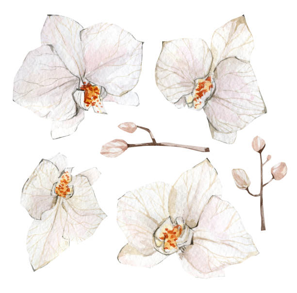 istock White orchid floral watercolor set illustration for wedding card. Hand drawn boho flower elements. Spring summer elegant garden flowers 1363999108