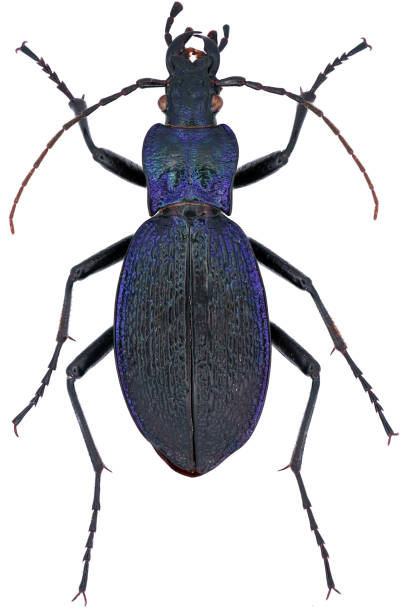 Carabus intricatus is a member of a ground beetle family Carabidae on a white background Carabus intricatus is a member of a ground beetle family Carabidae on a white background carabus coriaceus stock pictures, royalty-free photos & images