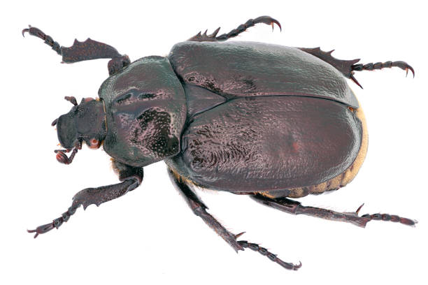 hermit beetle osmoderma eremita - barnabita on a white background from side. - hermit imagens e fotografias de stock