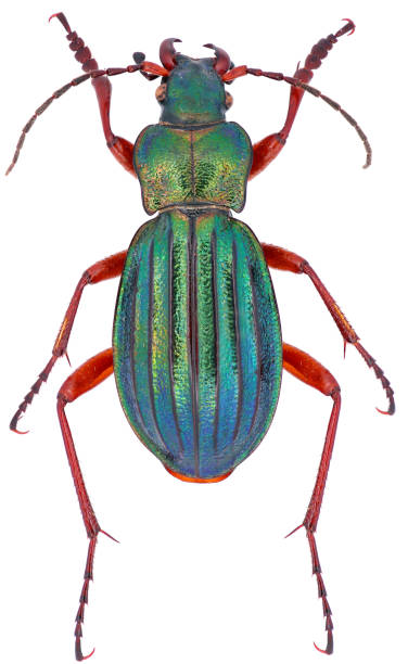 Female Carabus auronitens is a member of a ground beetle family Carabidae on a white background Female Carabus auronitens is a member of a ground beetle family Carabidae on a white background carabus coriaceus stock pictures, royalty-free photos & images