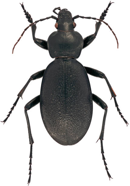 Carabus coriaceus is a member of a ground beetle family Carabidae on a white background Carabus coriaceus is a member of a ground beetle family Carabidae on a white background beetle species carabus coriaceus stock pictures, royalty-free photos & images