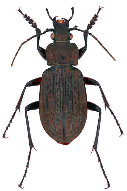 Carabus granulatus is a member of a ground beetle family Carabidae on a white background Carabus granulatus is a member of a ground beetle family Carabidae on a white background beetle species carabus coriaceus stock pictures, royalty-free photos & images