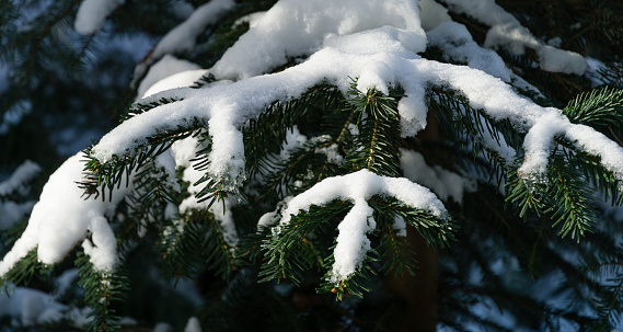 Close-up of coniferous tree fir Abies nordmanniana covered white fluffy snow. Selective focus of branches Caucasian Fir or Christmas tree. Nature concept for magic theme to New Year and Christmas