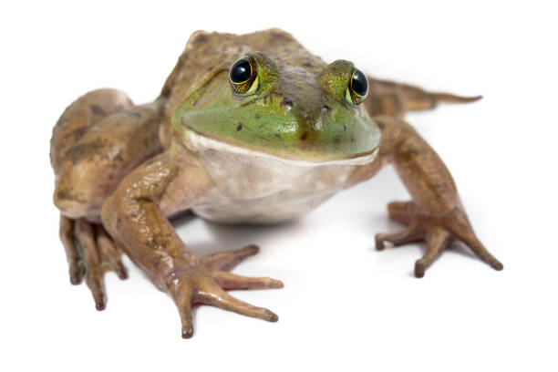 istock American Bull Frog on White 1364000380