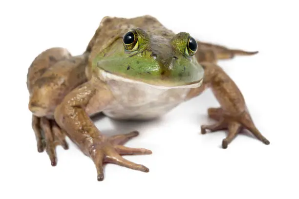 An American Bull Frog on a solid white background shot with a macro lens.