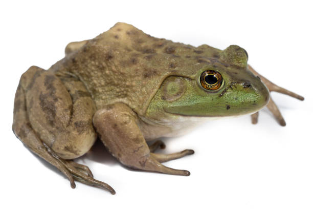 istock American Bull Frog on White 1364000385