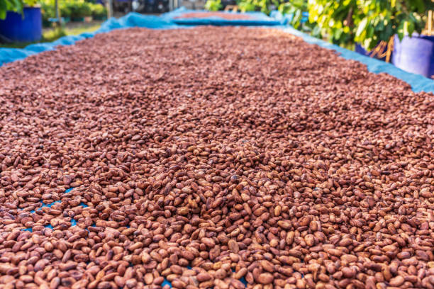 istock Organic cocoa beans sun drying on the farm 1364000414