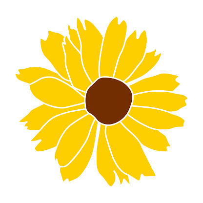 Open heliopsis blossom vector illustration isolated on white background. Vector sketch style top view hand drawing of wild, heliopsis, false sunflower.