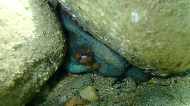istock Common octopus (Octopus vulgaris) undersea, Aegean Sea 1364000679