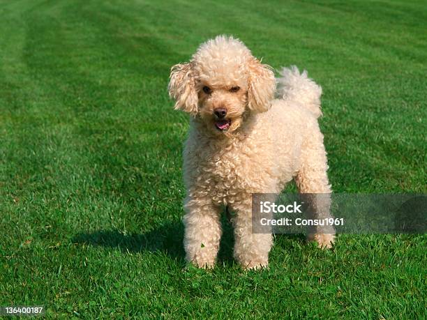 Caniche Foto de stock y más banco de imágenes de Caniche miniatura - Caniche miniatura, Aire libre, Almohadillas - Pata de animal