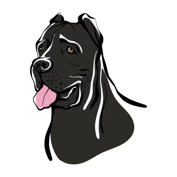 Vector illustration of Cane Corso sketch. Portrait of a dog. Vector illustration