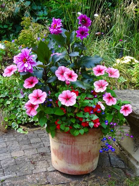 Flowers in luding Cosmos and Geraniums in an antique-style copper cauldron in a garden  in the vallée de la Bienne near Morez in the Jura France