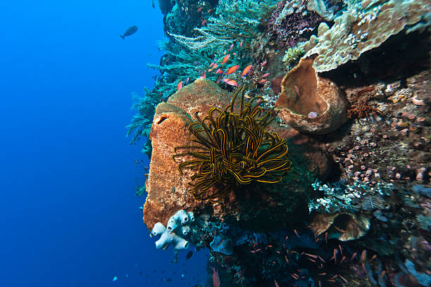 istock Coral garden Indonesia 136400232