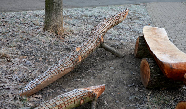 Park bench eye with moving two crocodiles. who will sit on the bench? the branches, slightly modified by a chainsaw, resemble Komodo lizards. winter landscape in the countryside