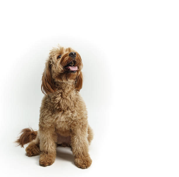 Adult golden doodle dog