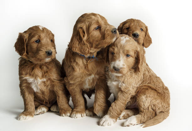 Golden Doodle Puppy Golden Doodle puppies goldendoodle stock pictures, royalty-free photos & images