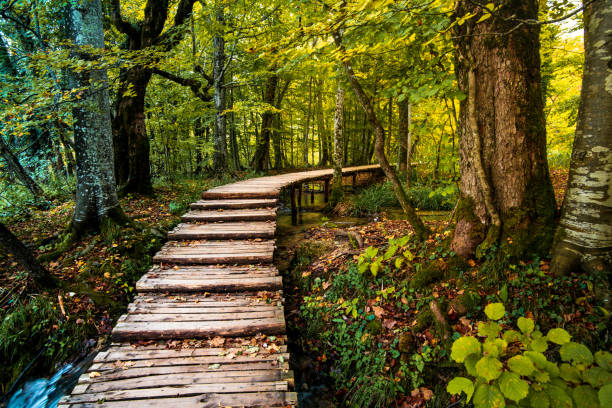 camino de madera cerca de la corriente de agua en el parque nacional plitvicka jezera, croacia - autumn water leaf stream fotografías e imágenes de stock