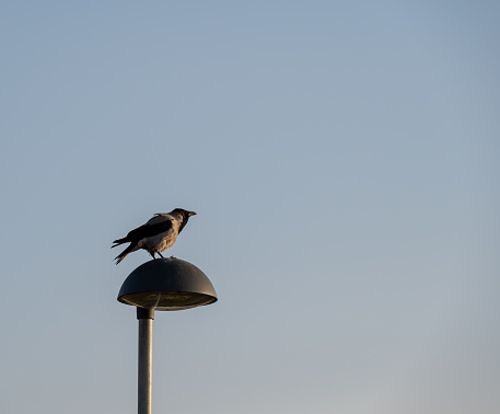 A crow sitting on a lamp post during sunset in a minimalistic scene
