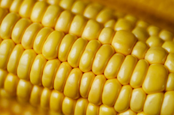 Humans, staple food, crops, maize, stock photo