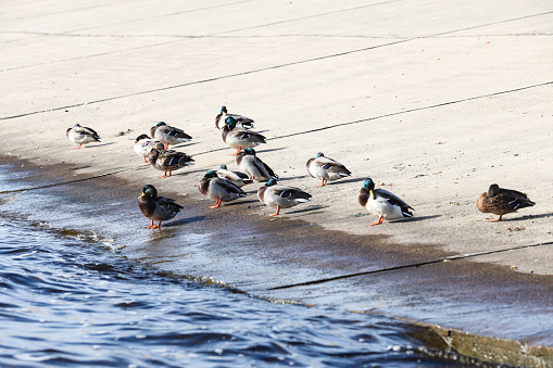 A group of ducks standing on concrete blocks near river. Photo taken on a sunny autumn day.