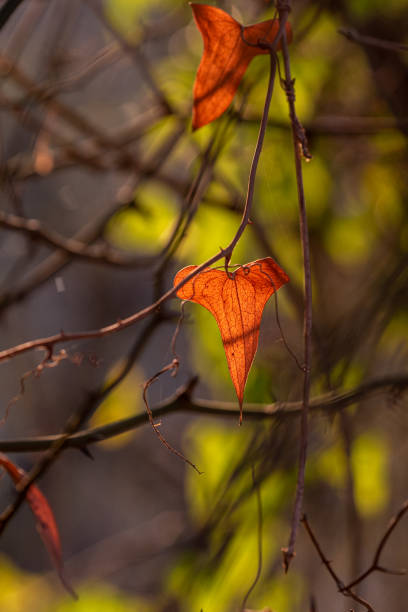 istock Backlit brown heart shaped leaf of a wild vine in Israel. 1364010375