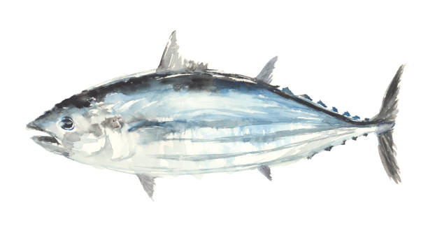 ilustrações de stock, clip art, desenhos animados e ícones de illustration of bonito drawn in watercolor - tuna sashimi sea fish