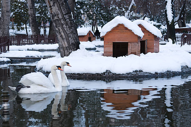 Swan Lake Swan Lake of Ankara, capital city of Turkey. ankara turkey photos stock pictures, royalty-free photos & images