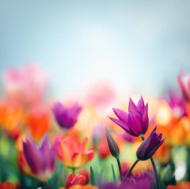 bunte tulpen - vibrant color purple botany nature stock-fotos und bilder