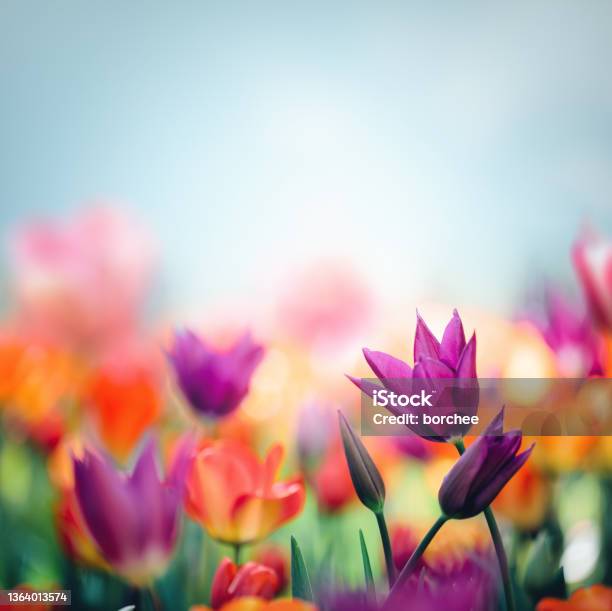 Colorful Tulips Stock Photo - Download Image Now - Flower, Springtime, Tulip