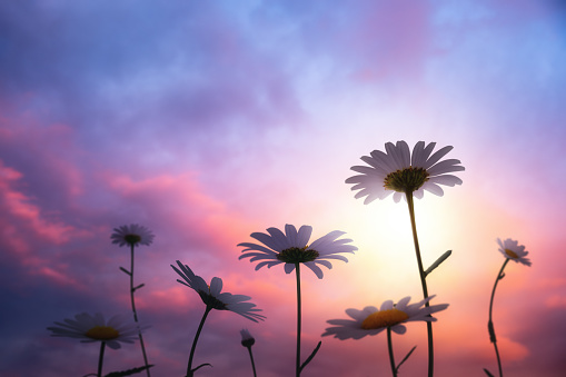 Spring meadow with golden daisies at sunset. View from below.