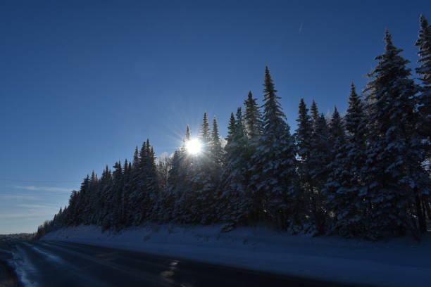 Sous un ciel bleu Spruce trees in winter under blue skies, Quebec, Canada ciel bleu stock pictures, royalty-free photos & images