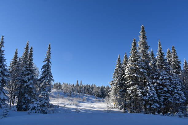 Sous un ciel bleu Spruce trees in winter under blue skies, Quebec, Canada ciel bleu stock pictures, royalty-free photos & images