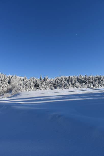 Un ciel bleu Spruce trees in winter under blue skies, Quebec, Canada ciel bleu stock pictures, royalty-free photos & images