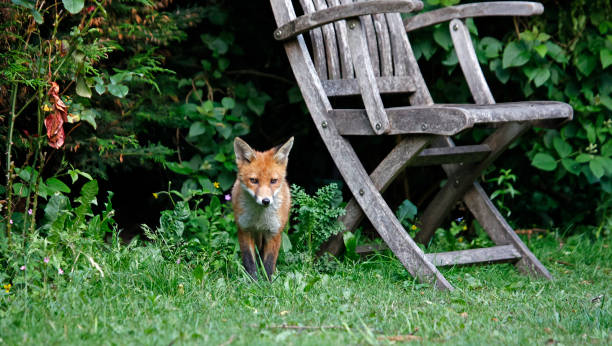 istock Urban fox cubs exploring the garden 1364013840
