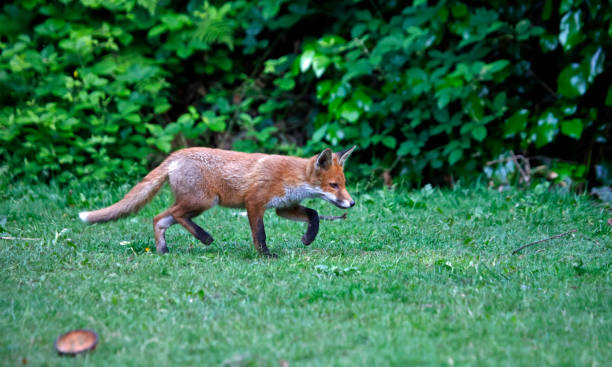 Urban fox cubs exploring the garden
