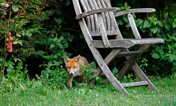 istock Urban fox cubs exploring the garden 1364013858