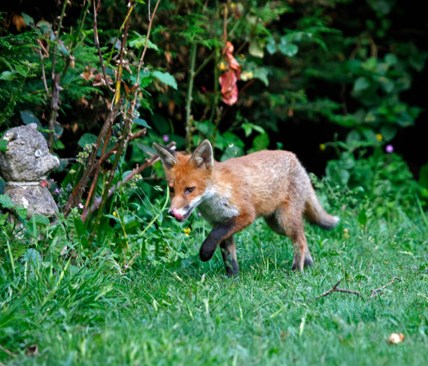 istock Urban fox cubs exploring the garden 1364013877