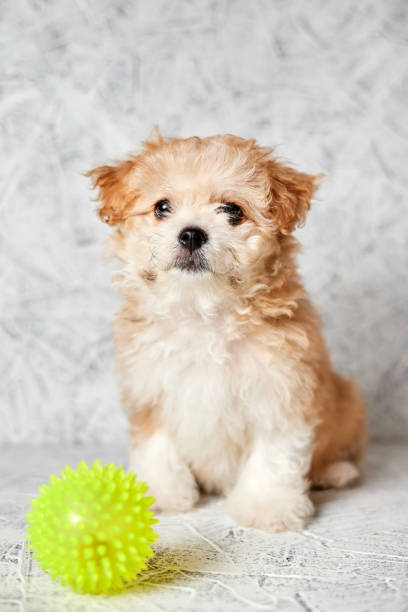 istock Maltipoo puppy with rubber ball on gray background. Close-up, selective focus 1364014781