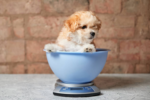 istock Maltipoo puppy is weighed on a kitchen scale against a brick wall. Close-up, selective focus 1364014840
