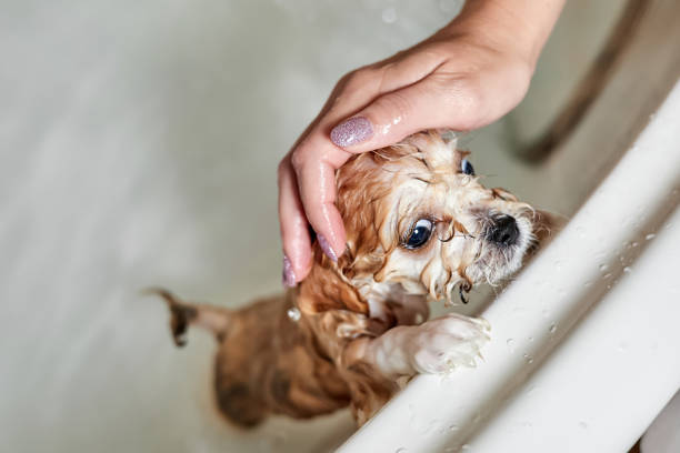 istock Wet Maltipoo puppy while bathing in the bathroom. Close-up, selective focus 1364015302