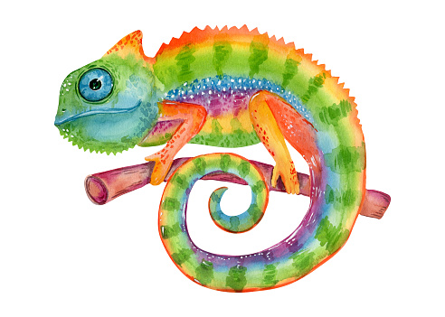 Hand painting reptile illustration. Colorful watercolor chameleon isolated on white background.