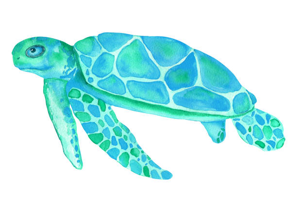 istock Colorful watercolor turtle isolated on white background. Hand painting turquoise illustration. 1364016529