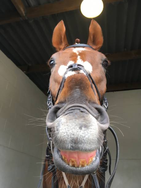 istock race horse with bridle on 1364018154