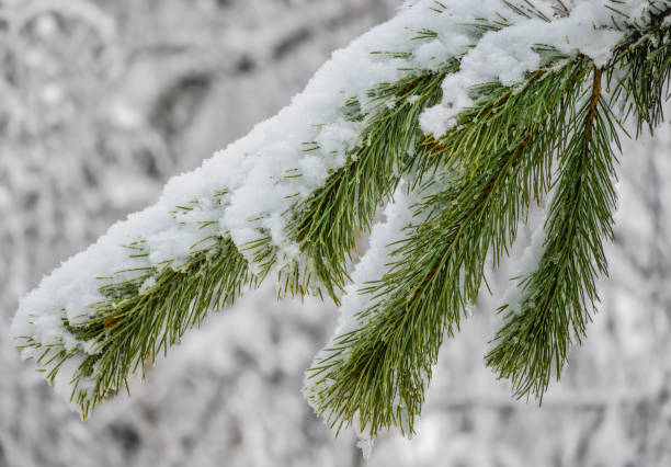 istock A branch of evergreen pine tree covered with snowflakes and ice. 1364018228