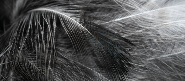 istock black and white feathers with visible details. background or textura 1364018604
