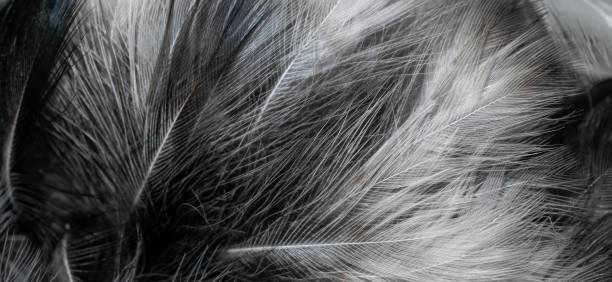 istock black and white feathers with visible details. background or textura 1364018605